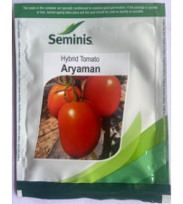 Tomato Aryaman